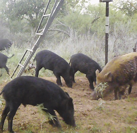 hog hunt in oklahoma